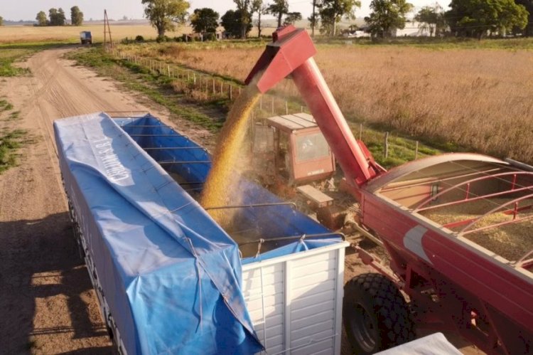 Especialistas agrarios afirman que Entre Ríos perderá 400 millones de dólares en esta campaña