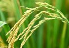 La perspectiva de siembra de arroz para el ciclo 2025/26 es “desalentadora”