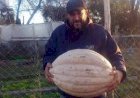 Zapallo de más de 10 kilos en una huerta comunitaria de la zona sur