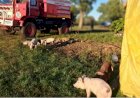 Incendio en granjas de cerdos, sofocaron las llamas y rescataron animales