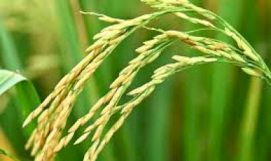 La perspectiva de siembra de arroz para el ciclo 2025/26 es “desalentadora”