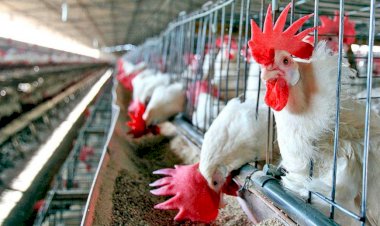 La Bolsa de Cereales y productores arroceros celebran medidas para el sector que tomó la Provincia