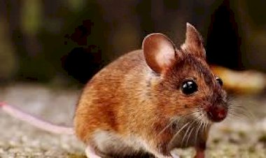 Un infectólogo confirmó que la cepa local de Hantavirus es “potencialmente mortal”