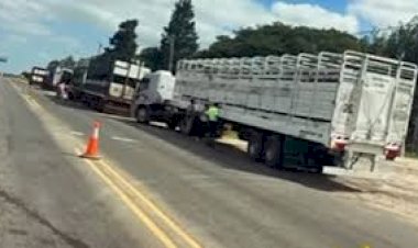 Retuvieron en Entre Ríos a cuatro camiones con más de 230 vacas