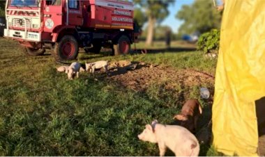 Incendio en granjas de cerdos, sofocaron las llamas y rescataron animales