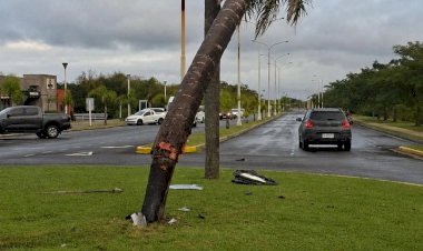 Entraron abejas a su auto, perdió el control y chocó contra una palmera