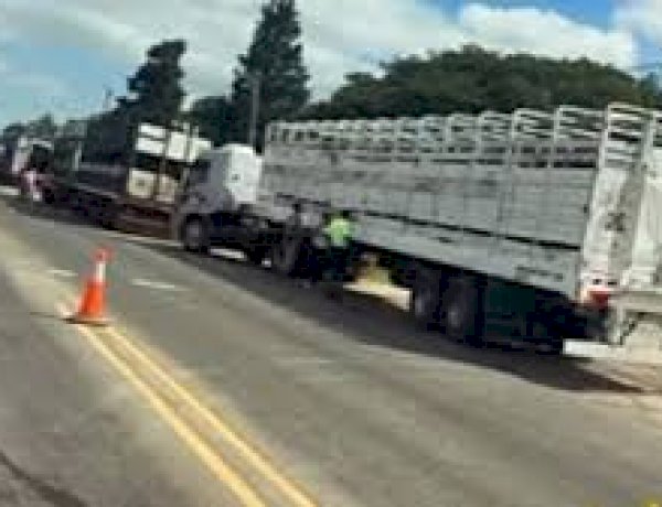 Retuvieron en Entre Ríos a cuatro camiones con más de 230 vacas