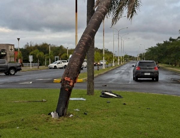 Entraron abejas a su auto, perdió el control y chocó contra una palmera