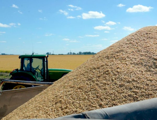 Crisis de precios, baja rentabilidad de exportaciones y la suba del gasoil amenazan a productores pequeños de arroz