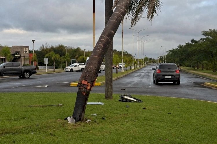 Entraron abejas a su auto, perdió el control y chocó contra una palmera